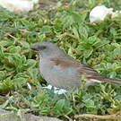 Moineau de Swainson