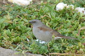 Swainson's Sparrow