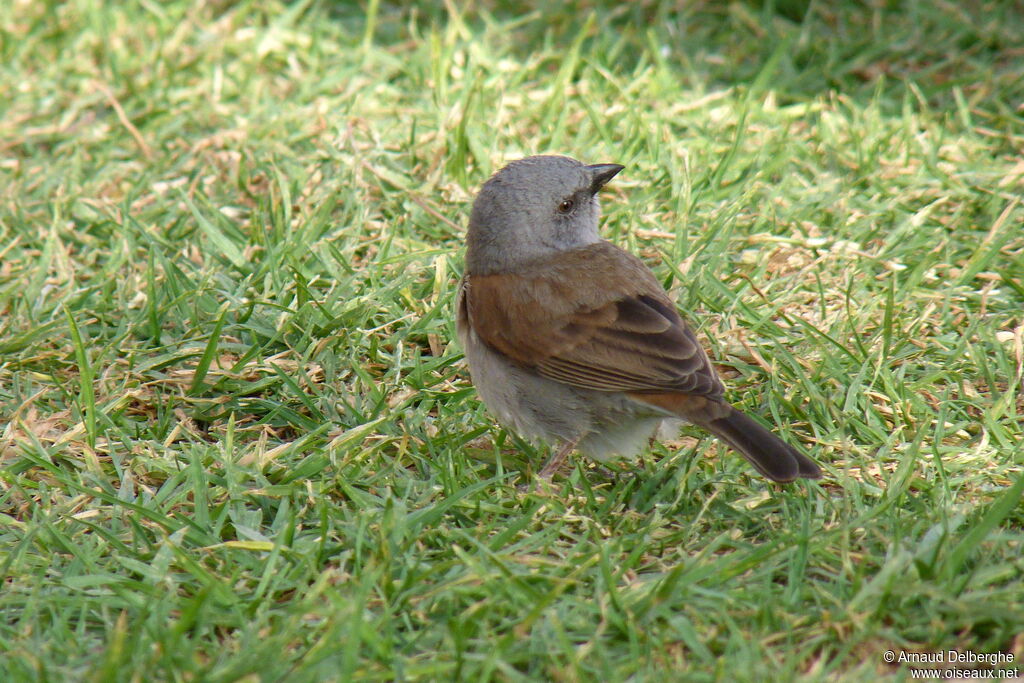 Swainson's Sparrow