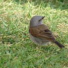 Moineau de Swainson