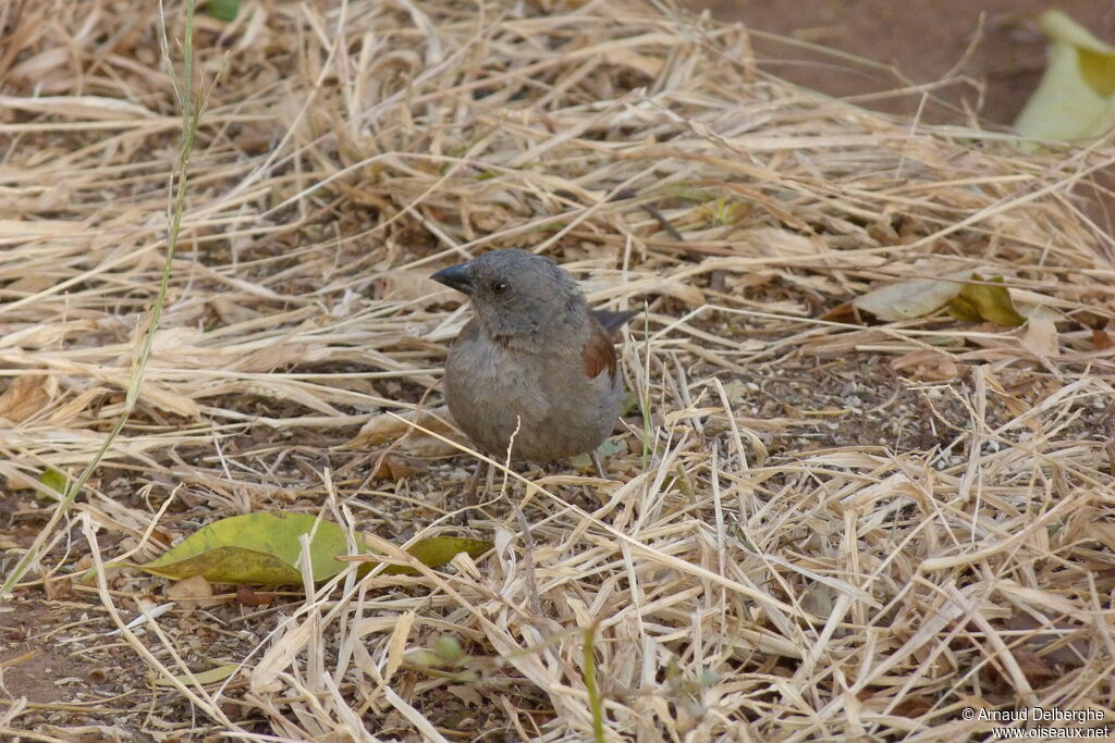 Swainson's Sparrow