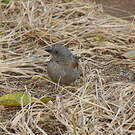 Moineau de Swainson
