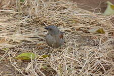 Moineau de Swainson