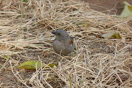 Swainson's Sparrow