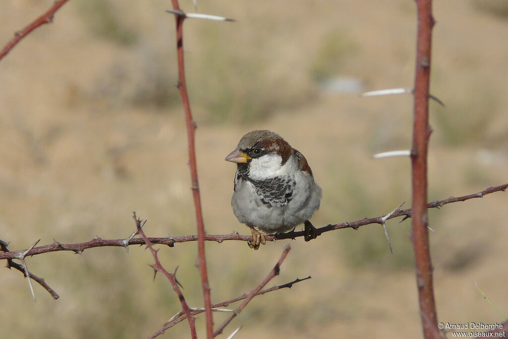 House Sparrow