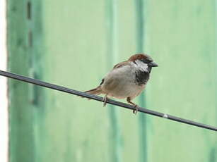 Moineau domestique