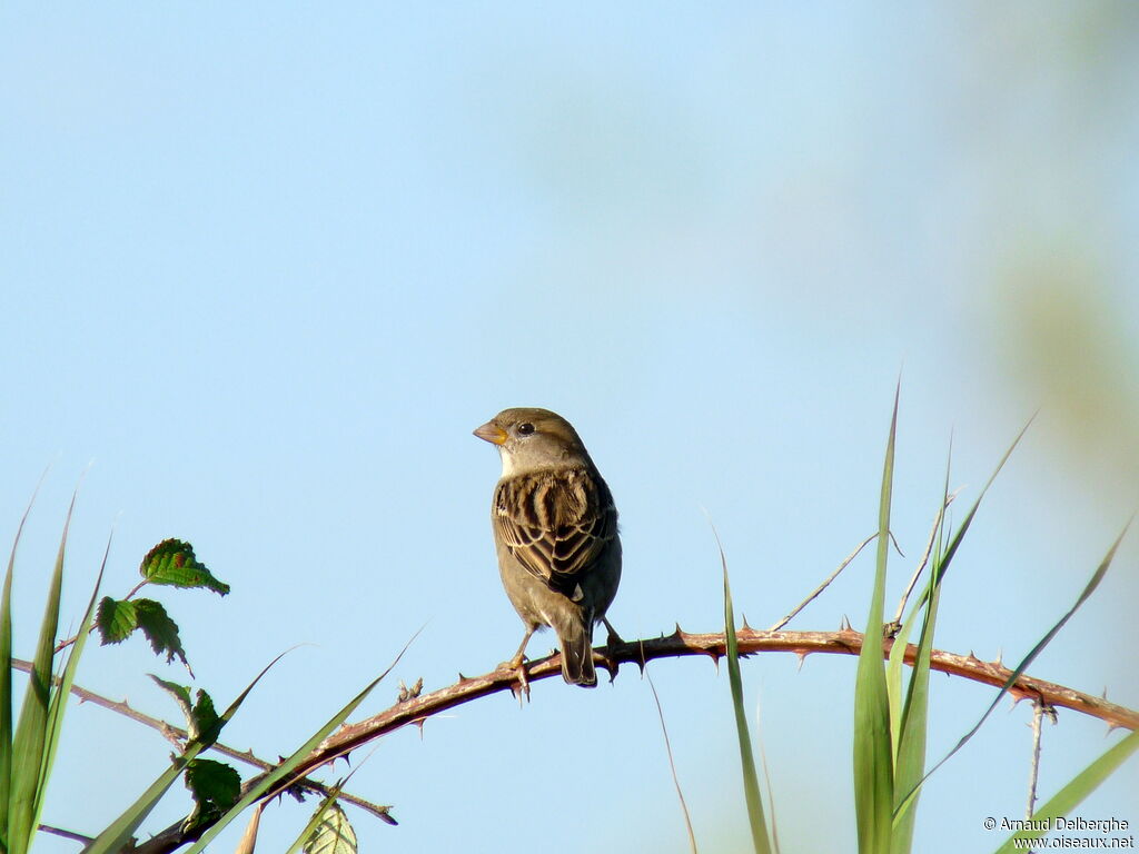 Moineau domestique femelle