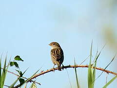 Moineau domestique