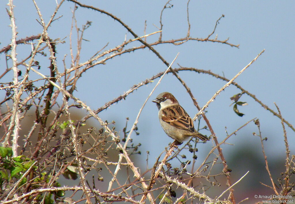 House Sparrow