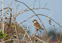 House Sparrow