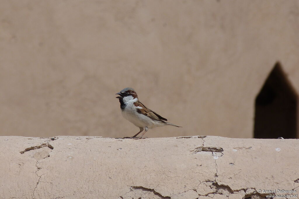 Moineau domestique