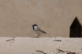 House Sparrow