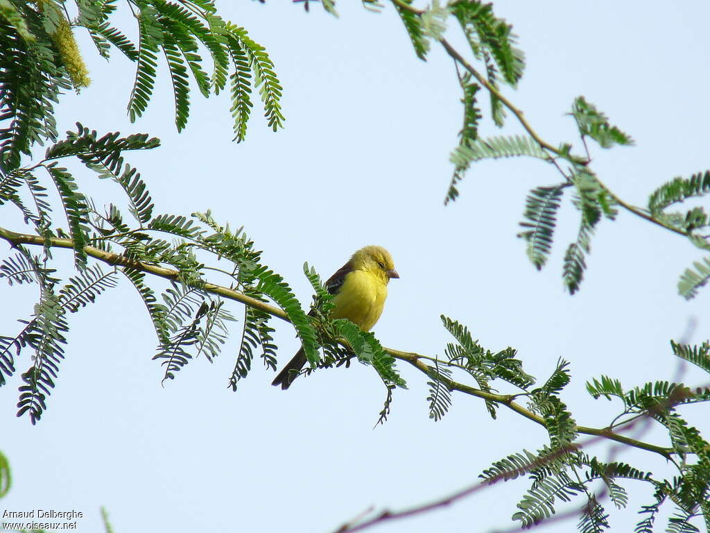 Sudan Golden Sparrow male adult, habitat