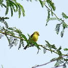 Moineau doré
