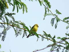 Sudan Golden Sparrow