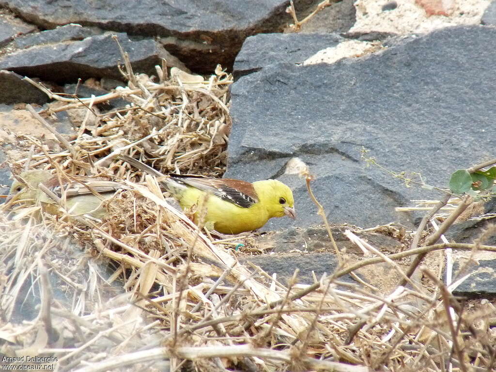 Sudan Golden Sparrow male adult, eats