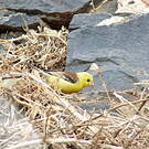 Moineau doré