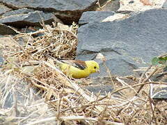 Sudan Golden Sparrow