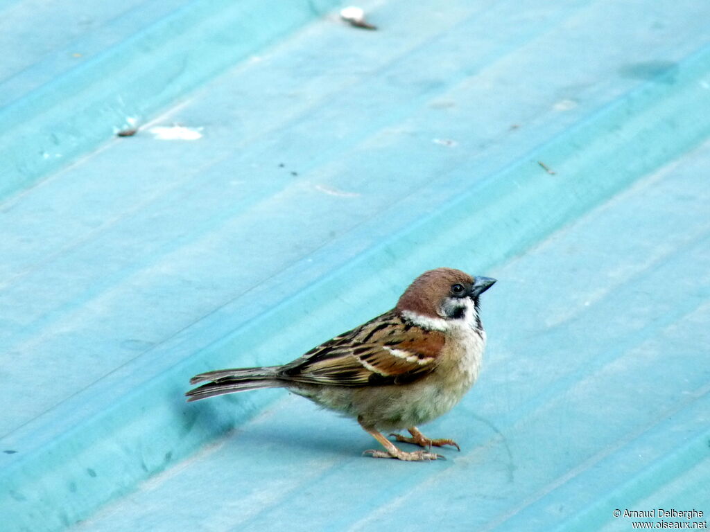 Eurasian Tree Sparrow