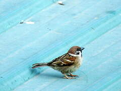 Eurasian Tree Sparrow