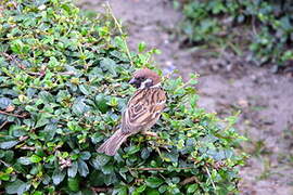 Eurasian Tree Sparrow