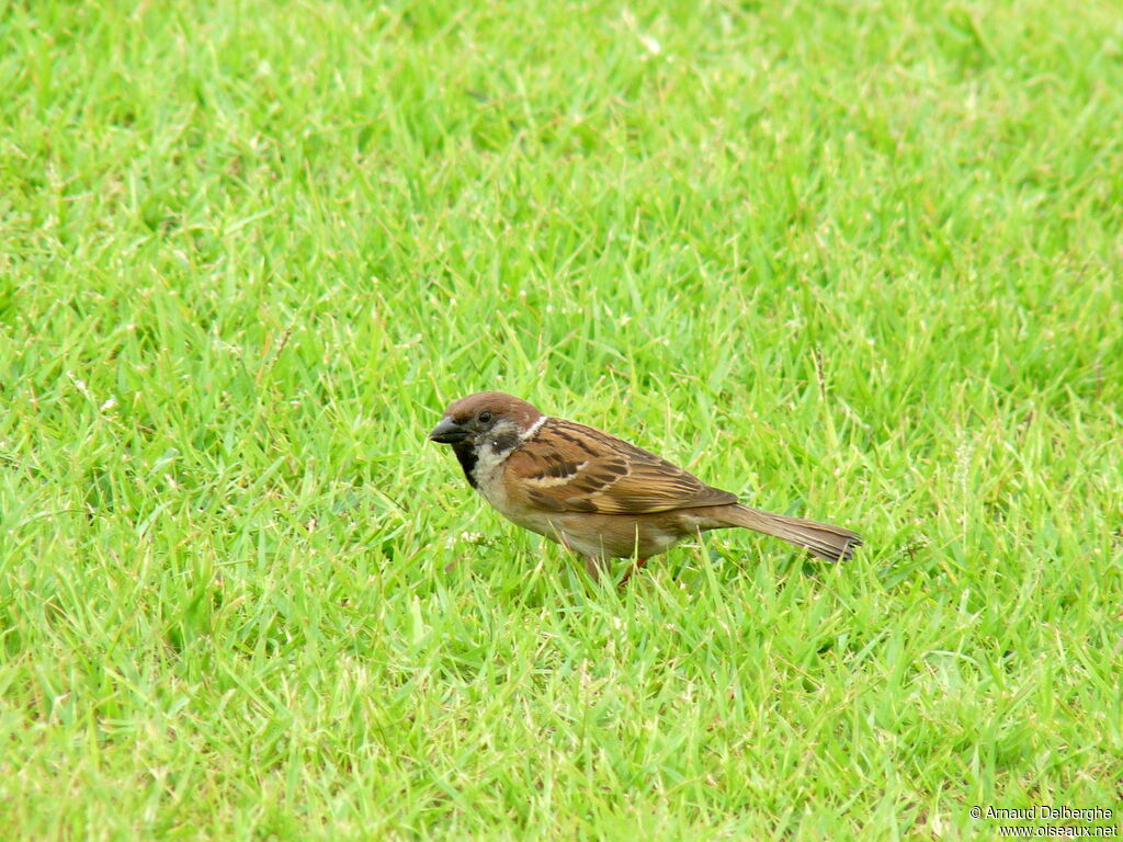 Eurasian Tree Sparrow