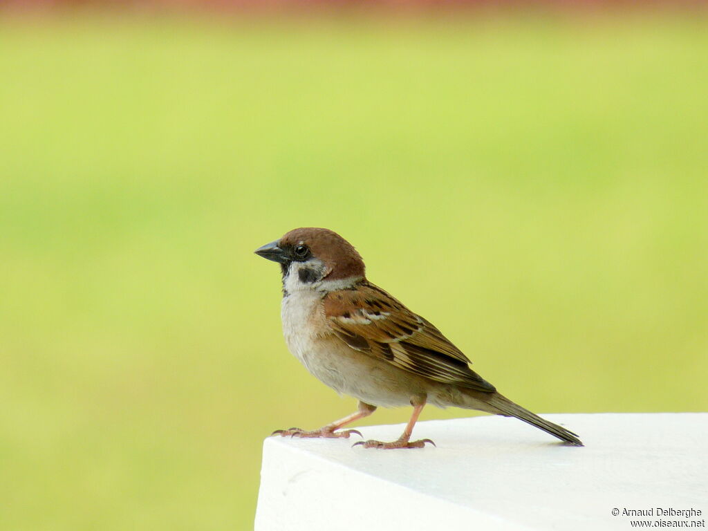 Moineau friquet