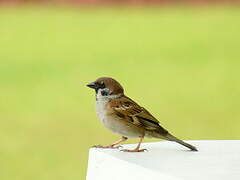 Eurasian Tree Sparrow