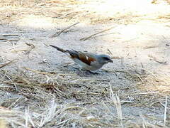 Northern Grey-headed Sparrow