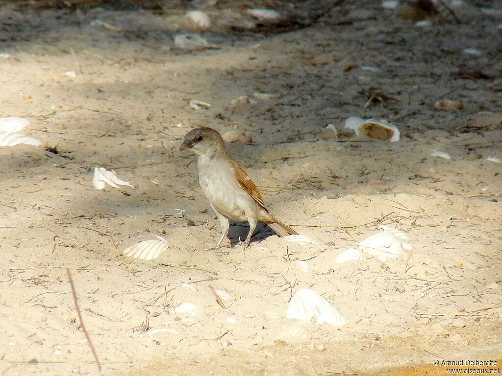 Northern Grey-headed Sparrow