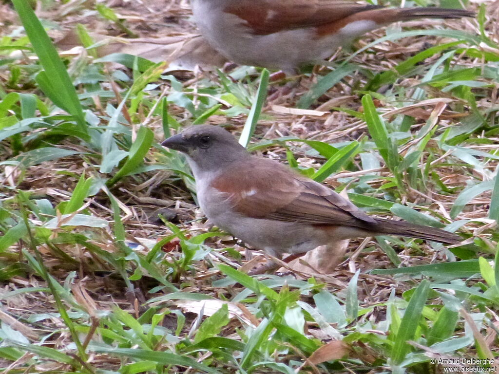 Northern Grey-headed Sparrow