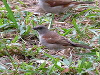 Moineau gris