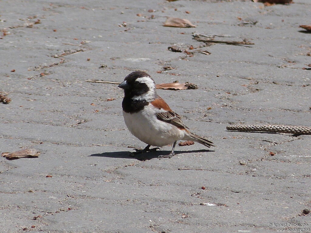 Cape Sparrow