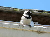 Moineau mélanure