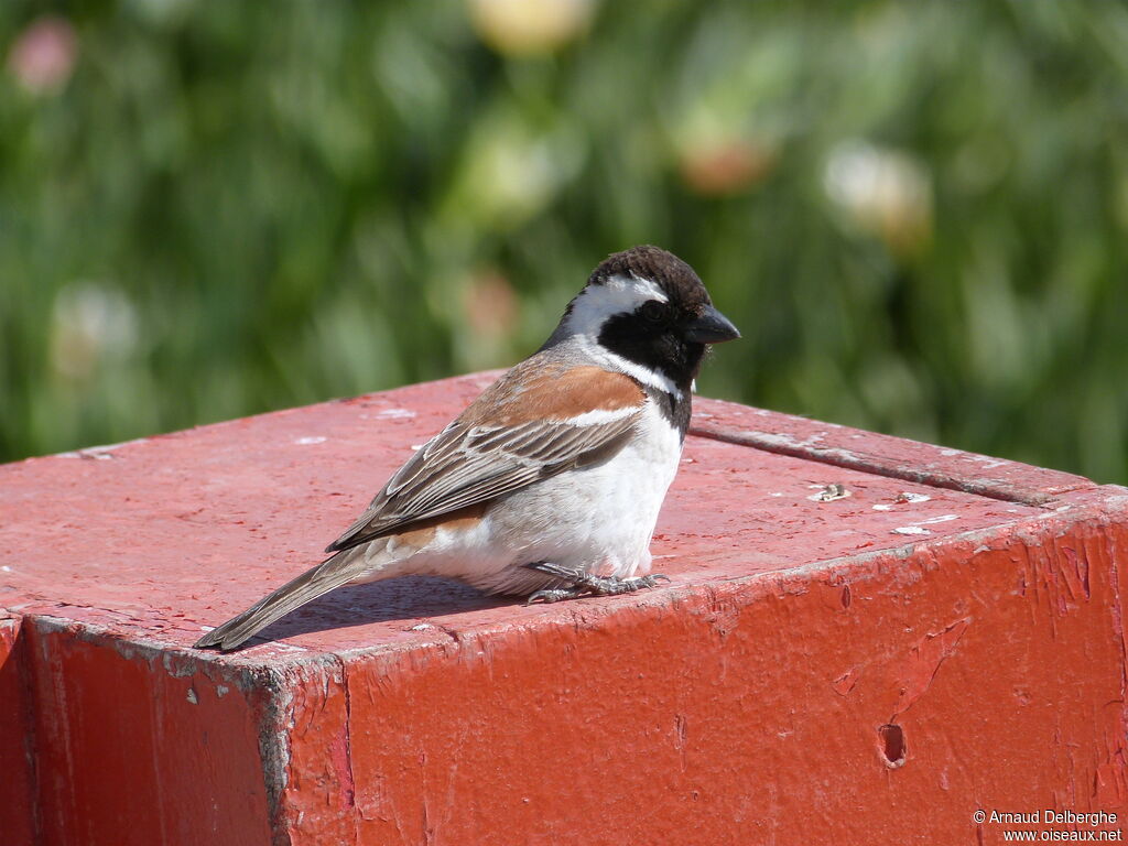 Cape Sparrow