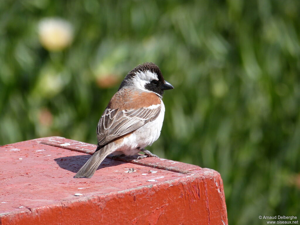 Cape Sparrow