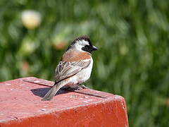 Moineau mélanure