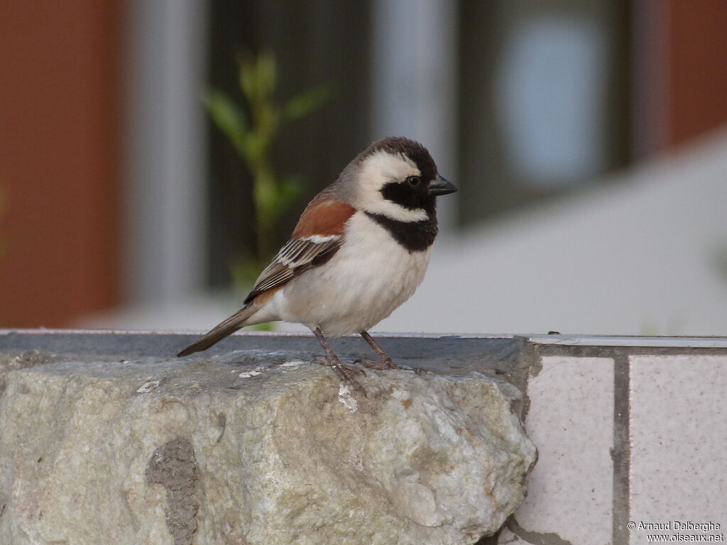 Cape Sparrow