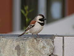 Cape Sparrow