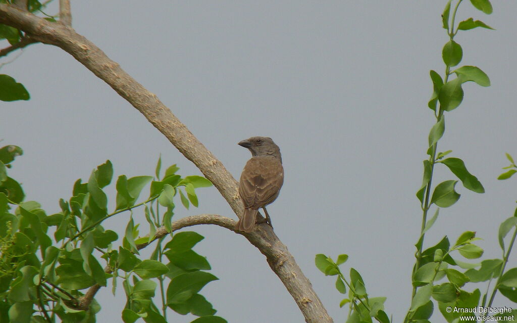 Moineau perroquet