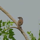Moineau perroquet