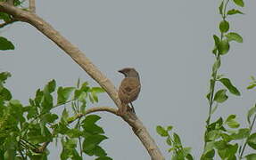 Moineau perroquet