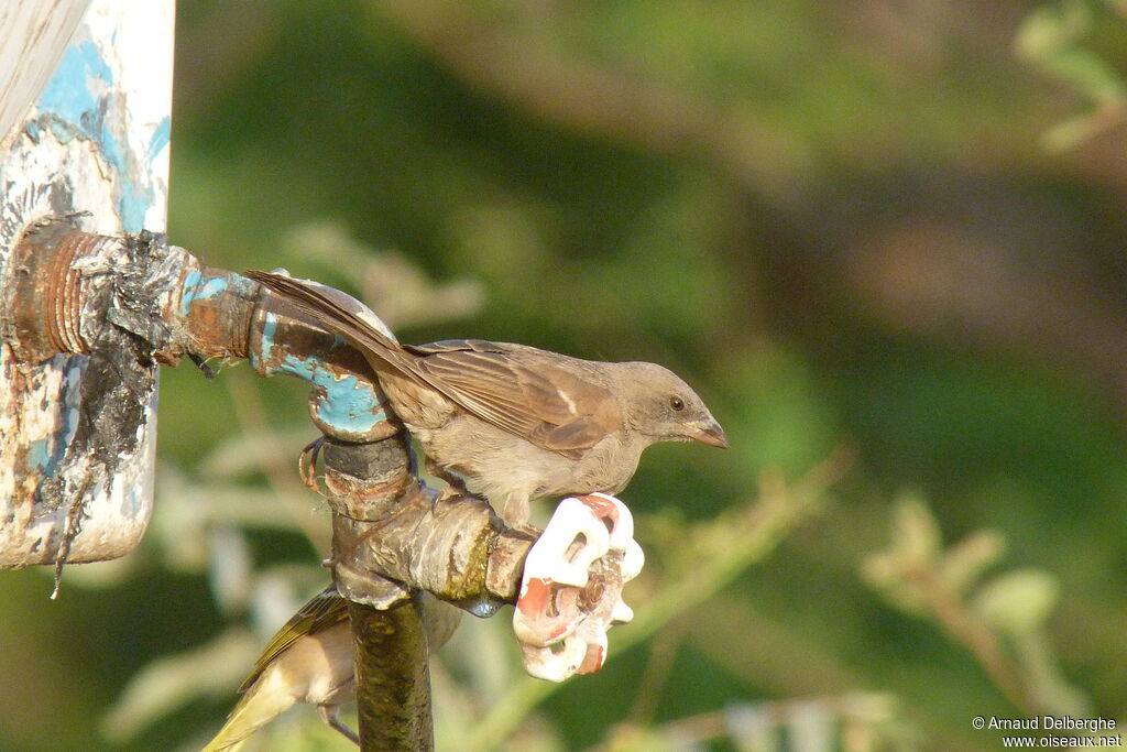 Moineau perroquet