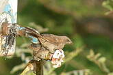 Moineau perroquet