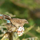 Moineau perroquet
