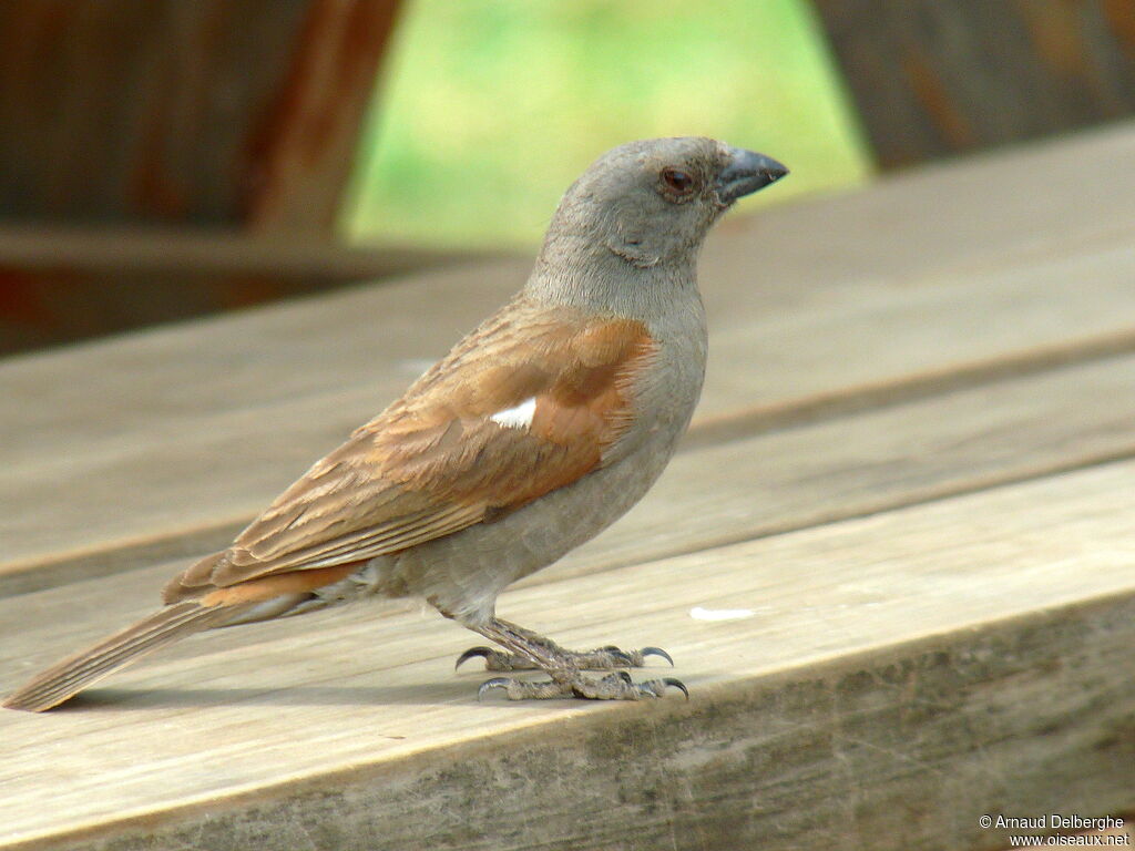 Parrot-billed Sparrow