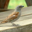 Moineau perroquet