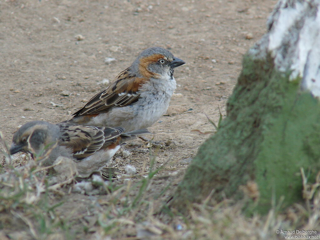 Kenya Sparrow