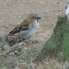 Moineau roux