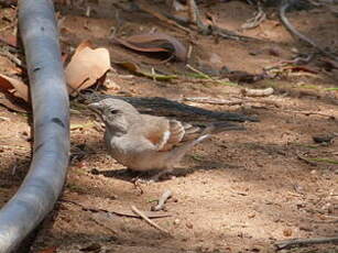 Moineau sud-africain